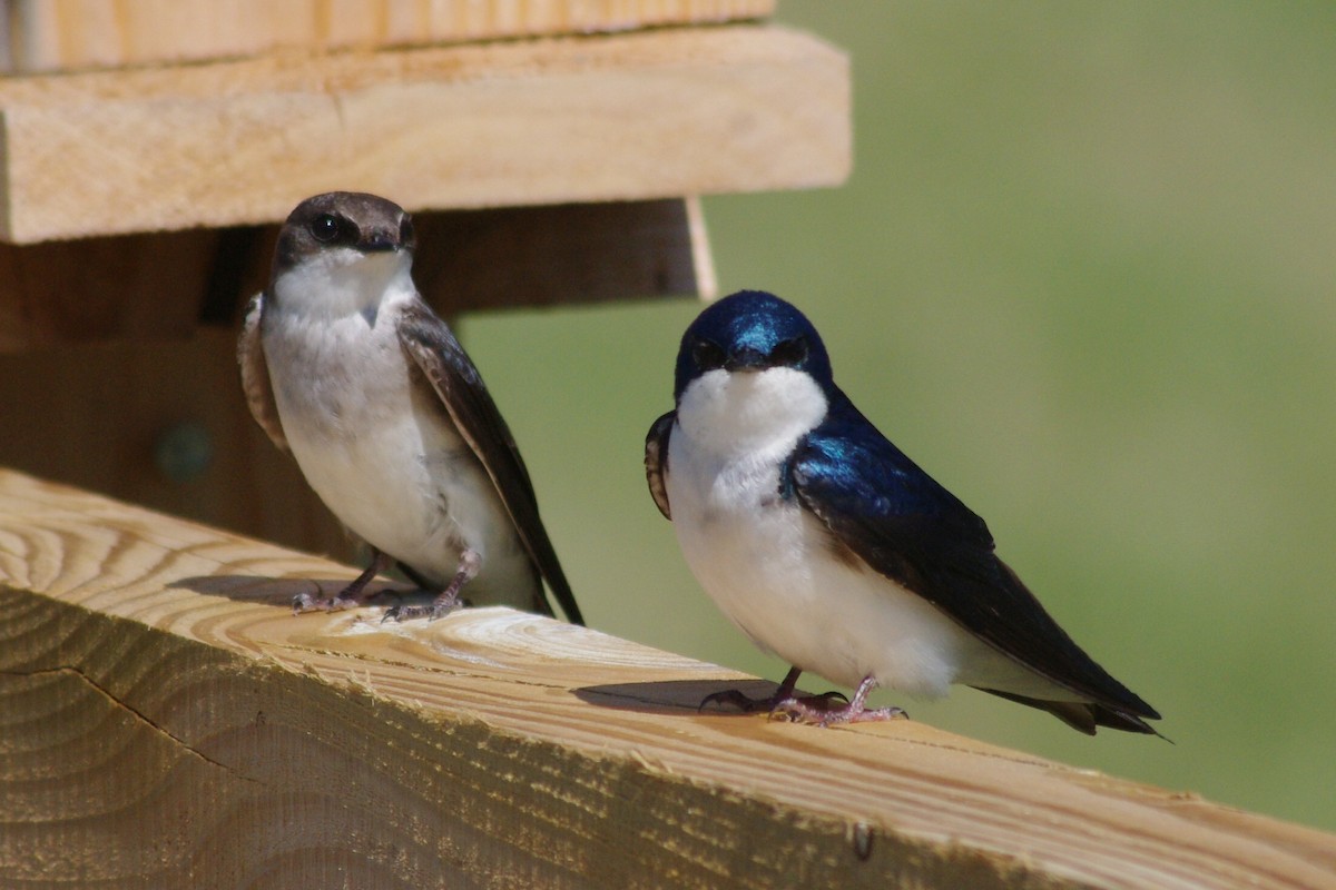 Tree Swallow - ML98831851