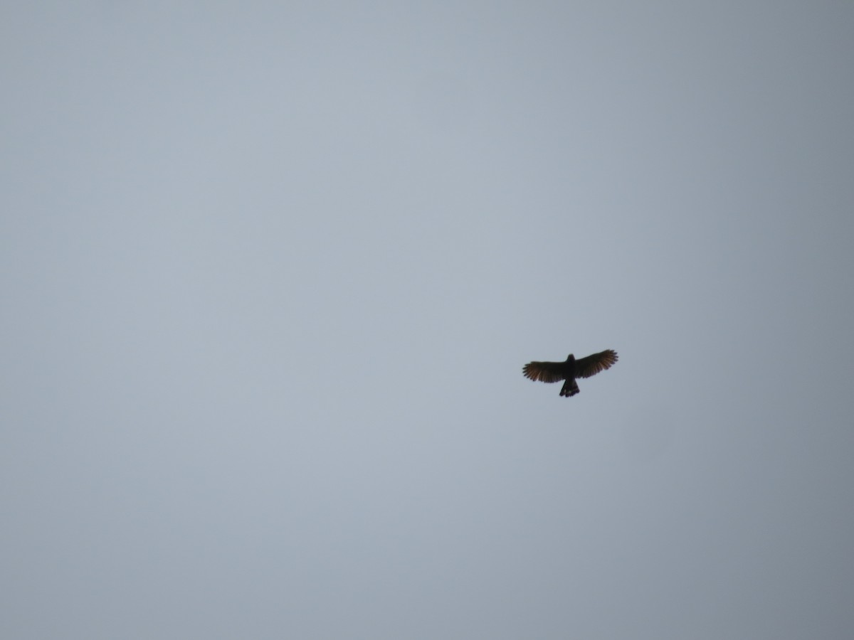 Short-tailed Hawk - ML98831901