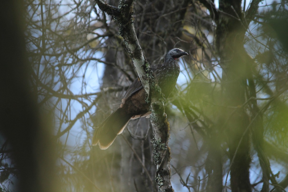 Bearded Guan - Roger Barboza Castro