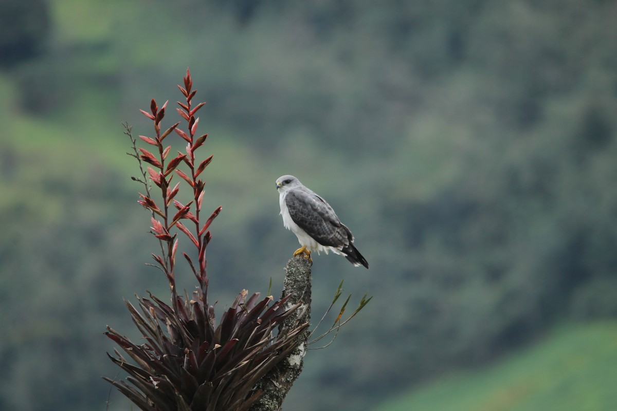 Variable Hawk - Roger Barboza Castro