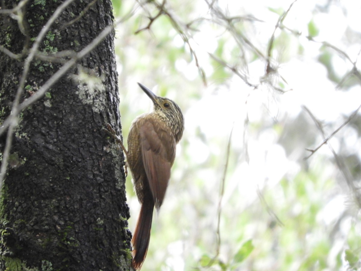 Planalto Woodcreeper - ML98832821