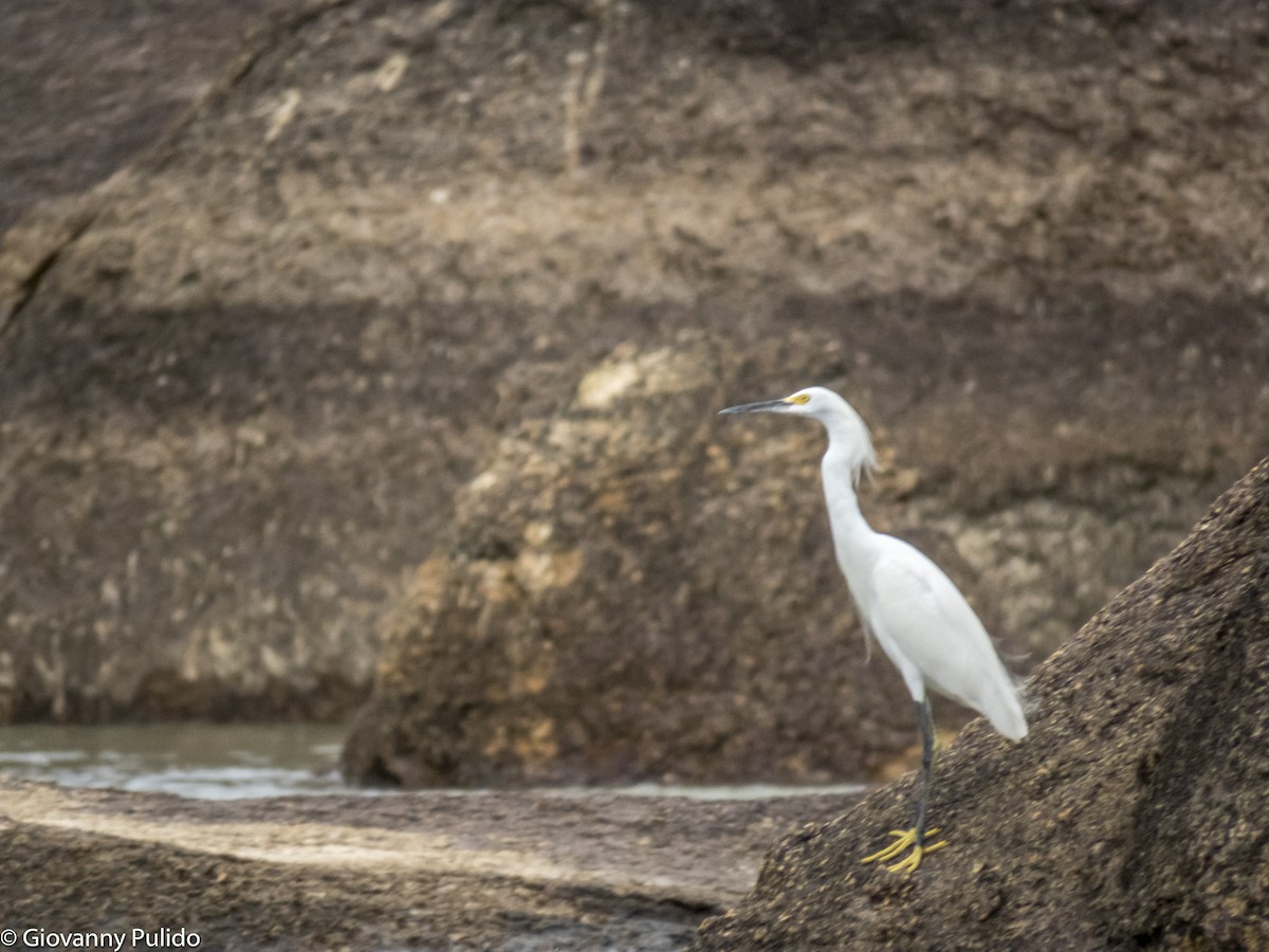 Snowy Egret - ML98832971