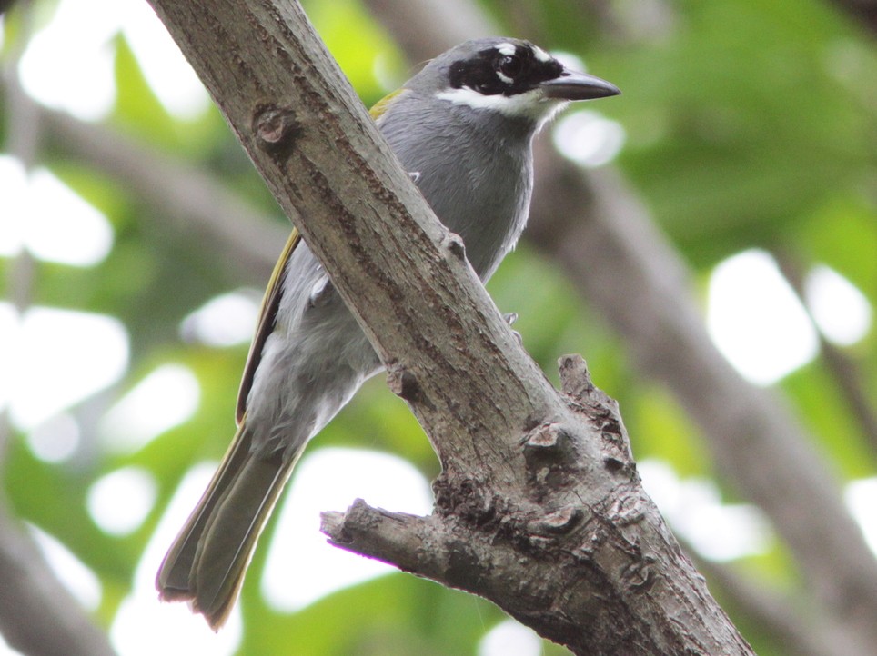 Gray-crowned Palm-Tanager