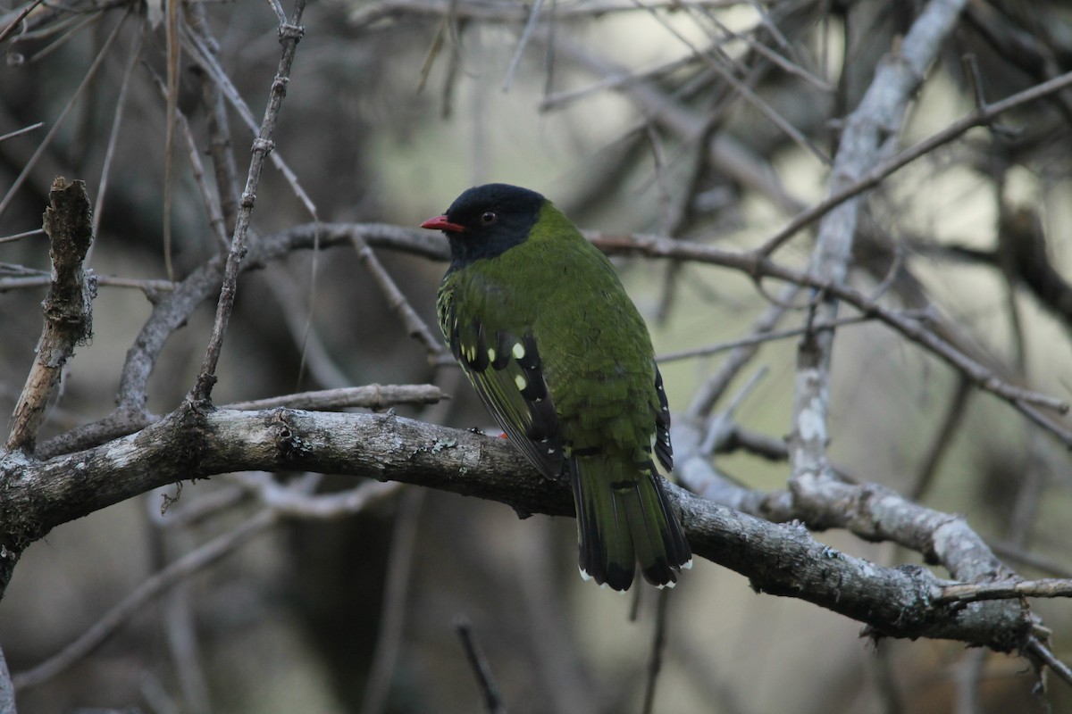 Barred Fruiteater - Roger Barboza Castro