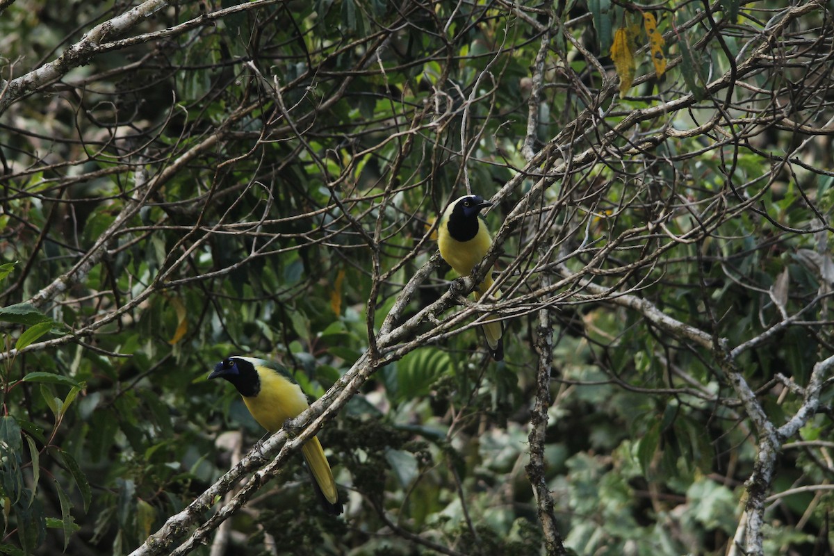 Green Jay - ML98833341