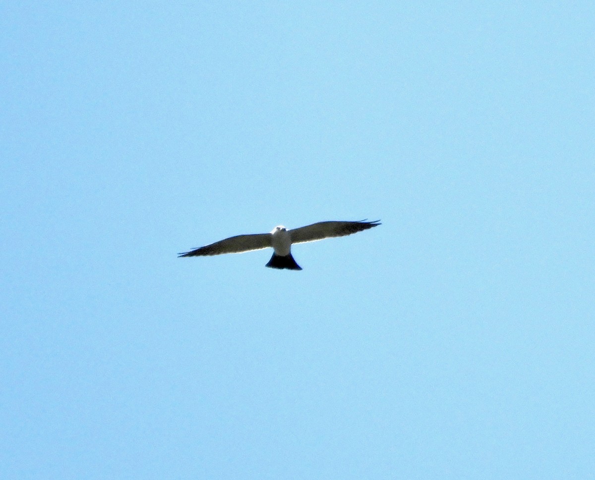 Mississippi Kite - ML98835051