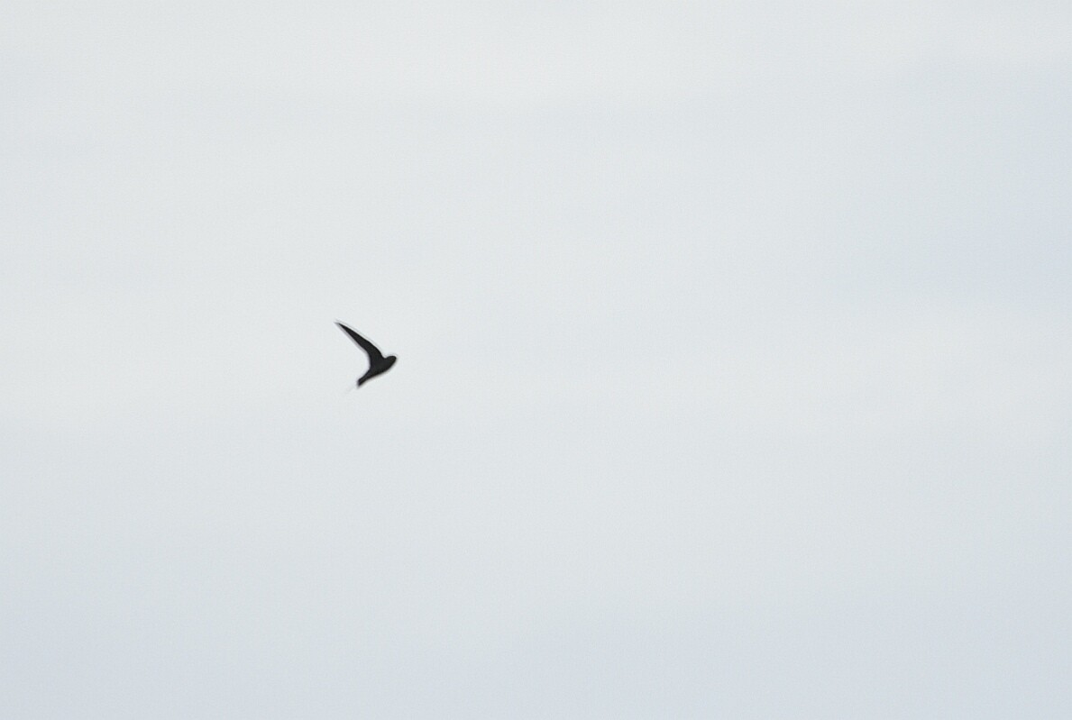 Black Swift - ML98835061