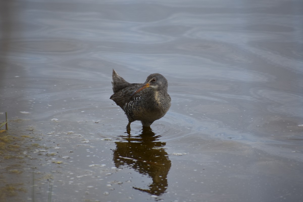 Clapper Rail - Seth Kellogg