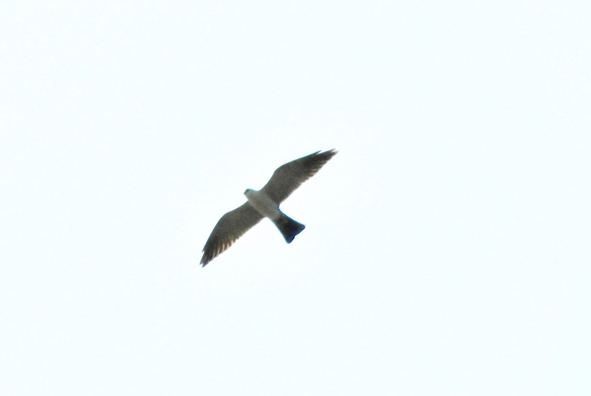 Mississippi Kite - ML98835771