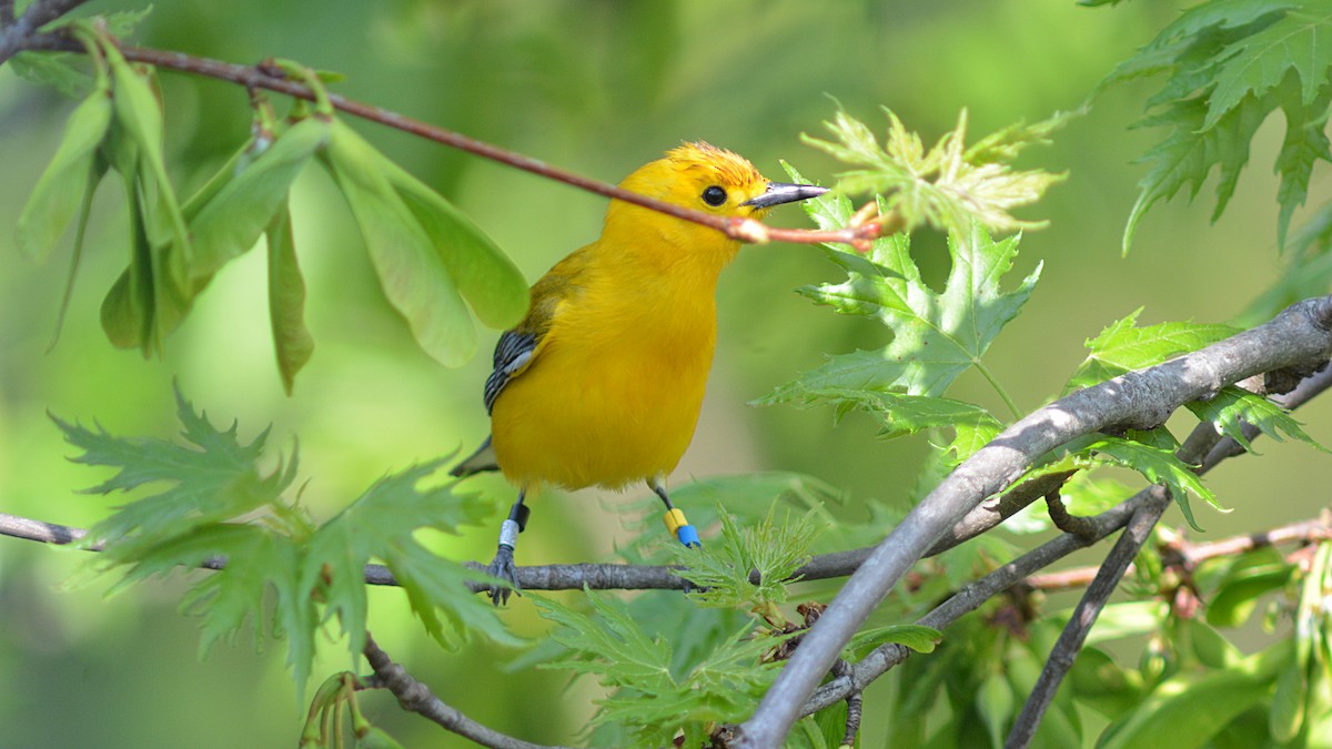 Prothonotary Warbler - ML98837081