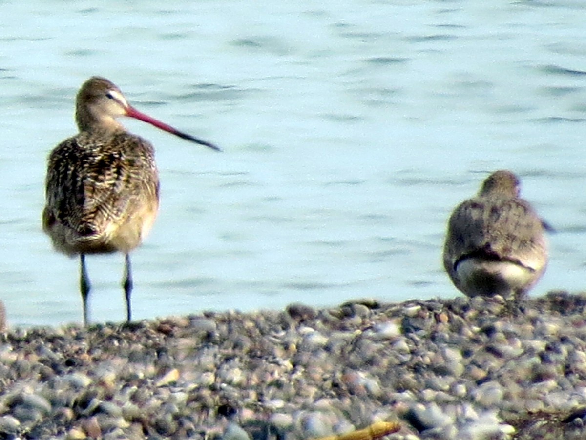 Marbled Godwit - Greg Stuart