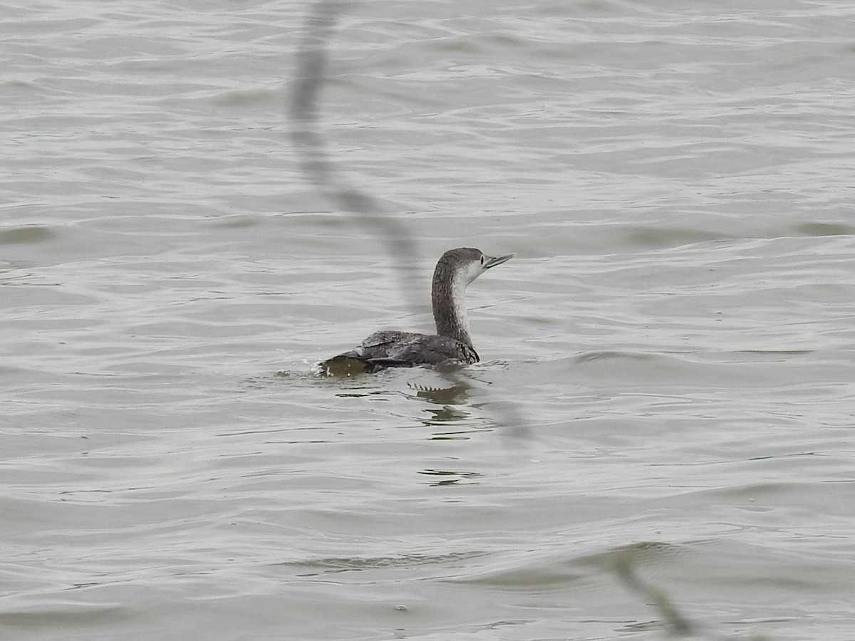 Red-throated Loon - ML98837691