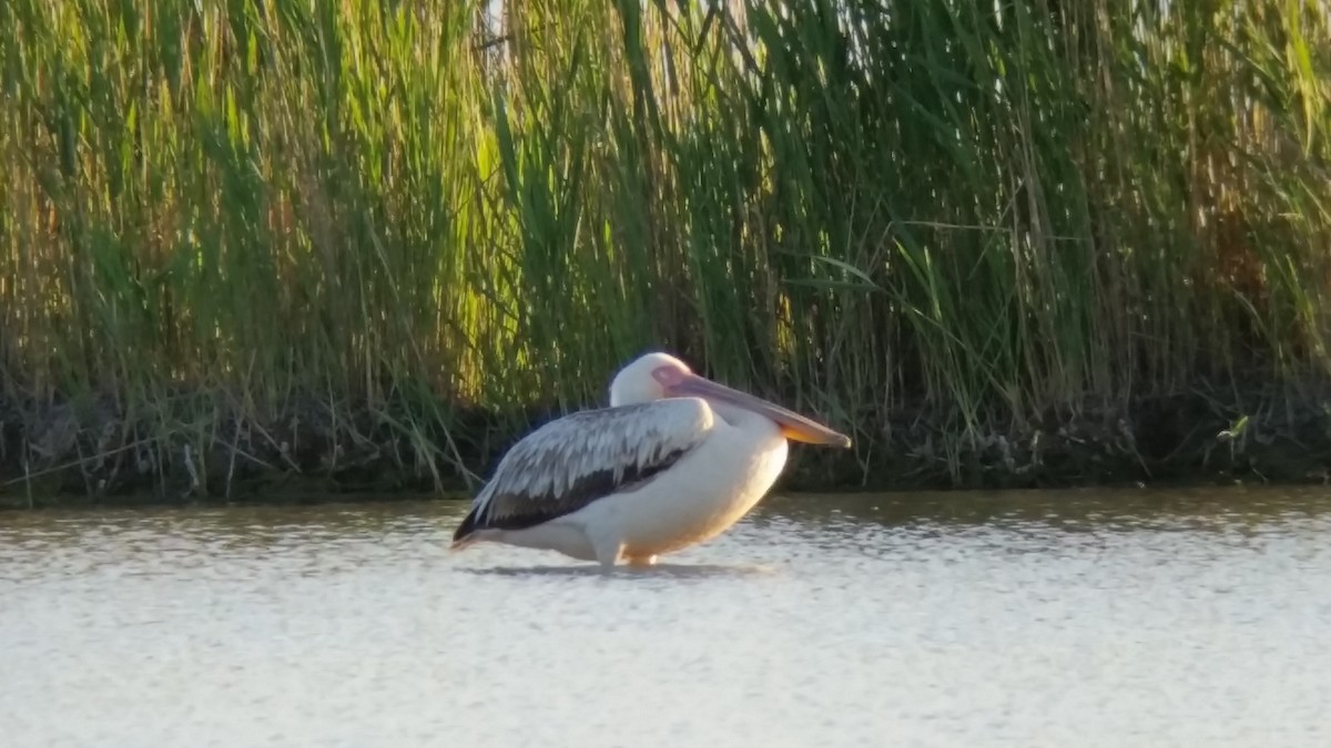 Great White Pelican - ML98838481