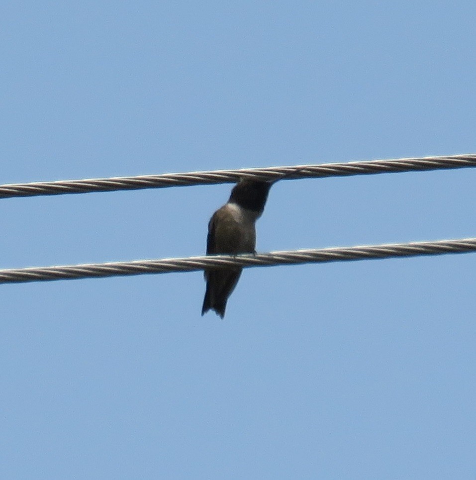 Black-chinned Hummingbird - ML98840151