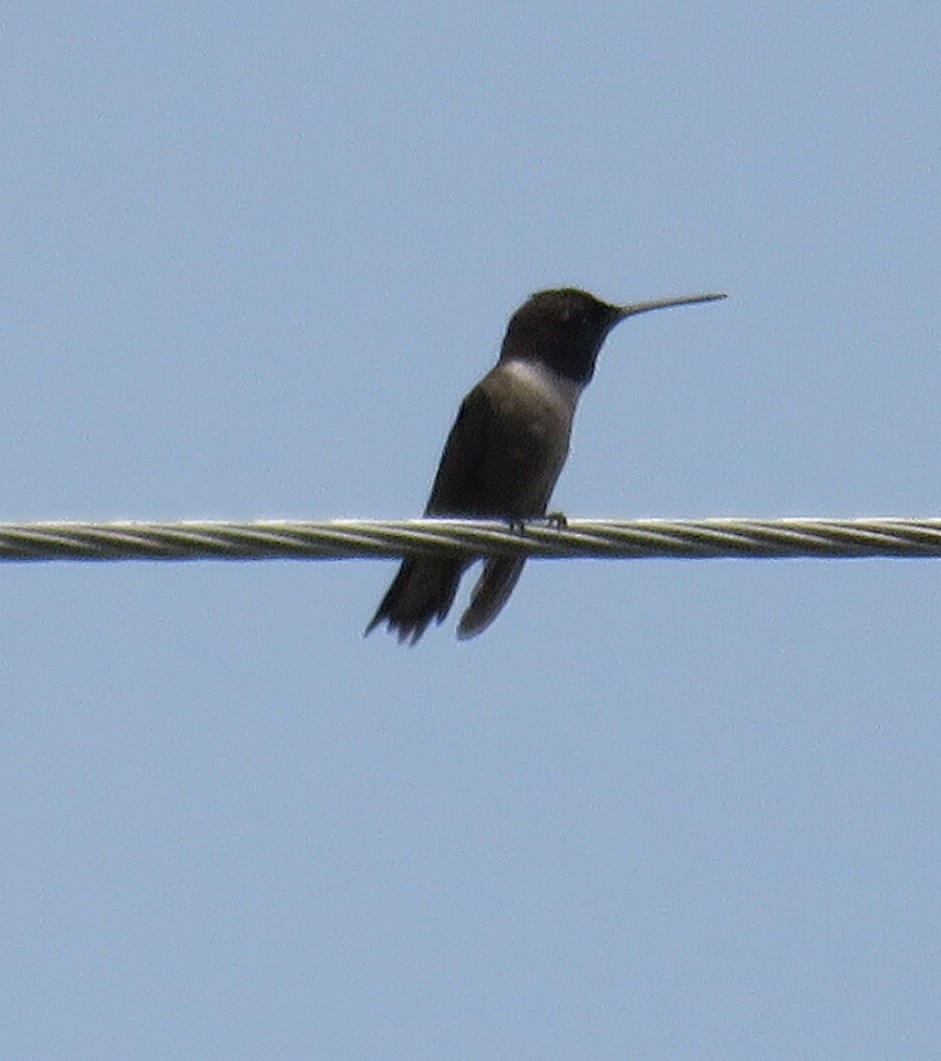 Black-chinned Hummingbird - ML98840261