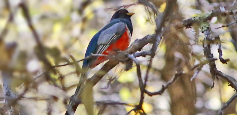 Elegant Trogon (Coppery-tailed) - ML98840611