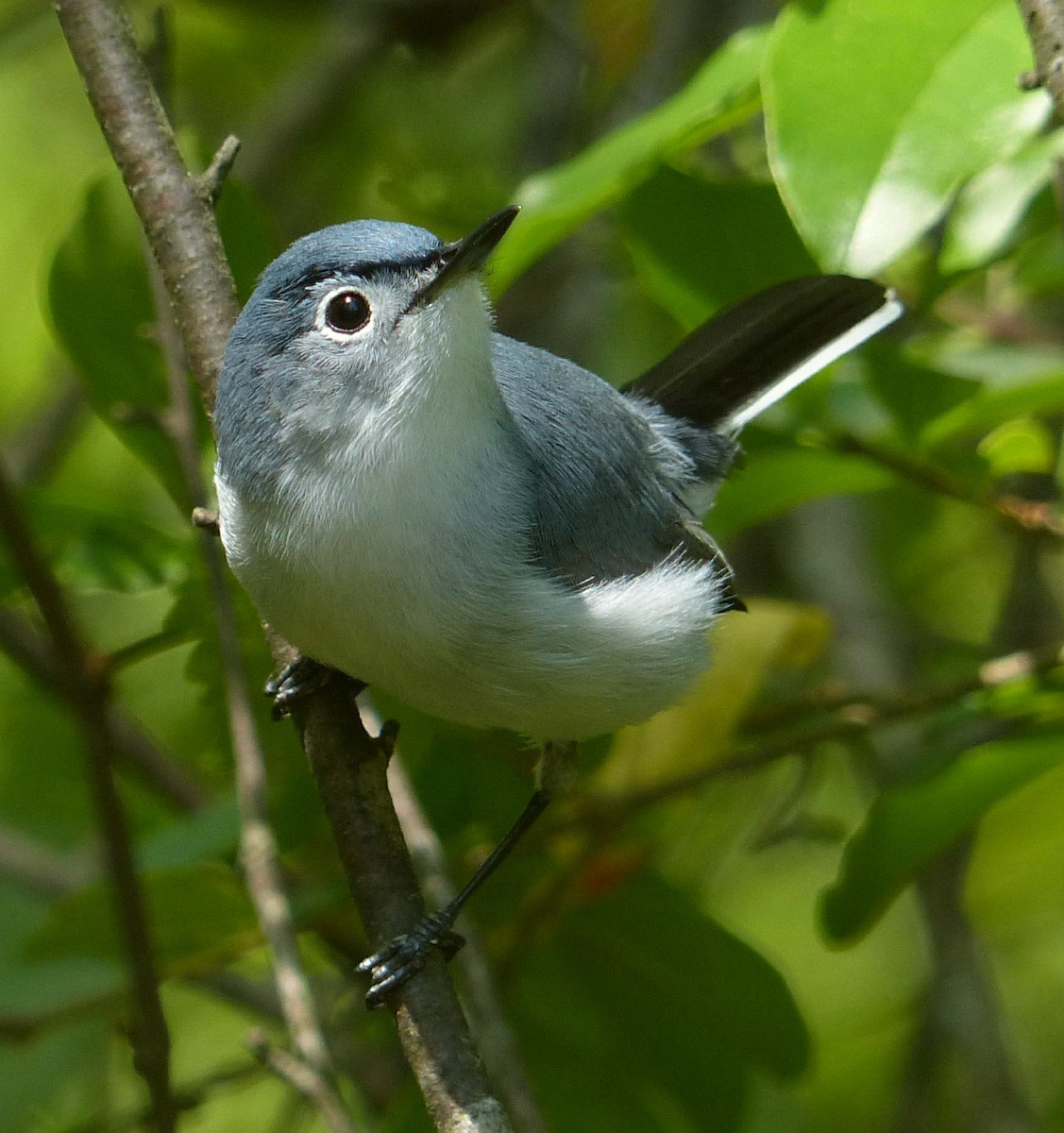 Blue-gray Gnatcatcher - Alain Sylvain