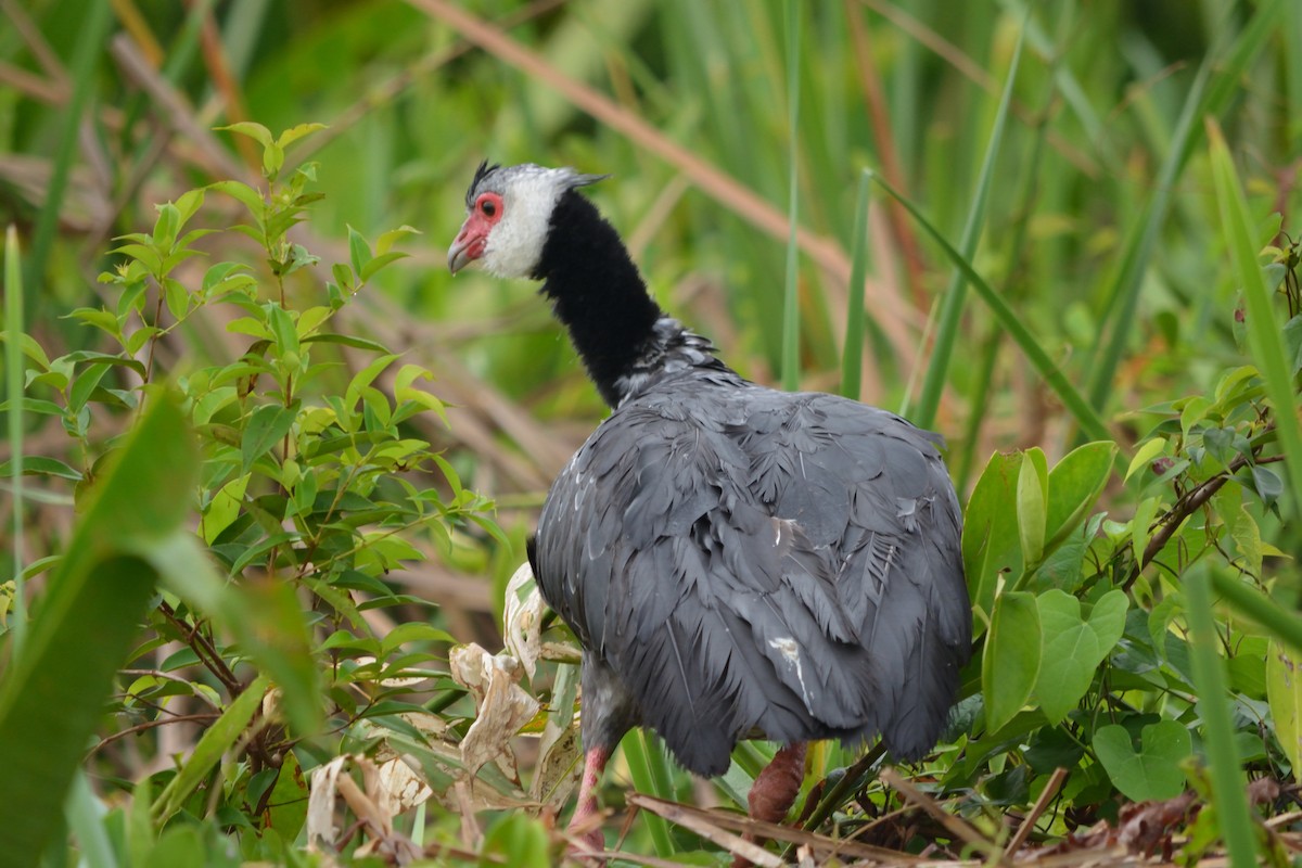 Northern Screamer - ML98841431