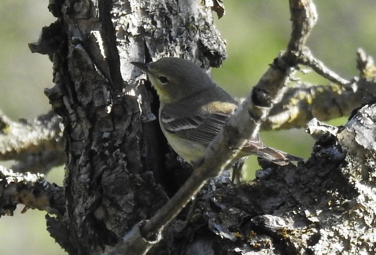 Ruby-crowned Kinglet - Steve Aram