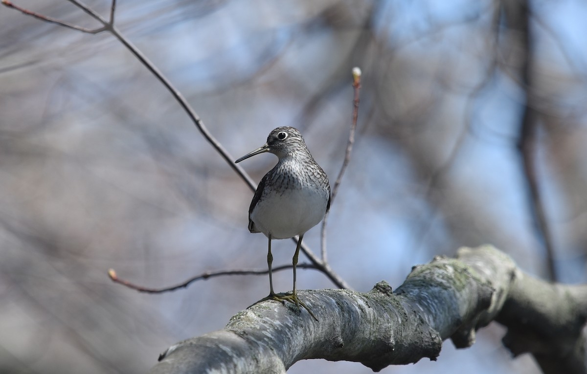 Solitary Sandpiper - ML98842251