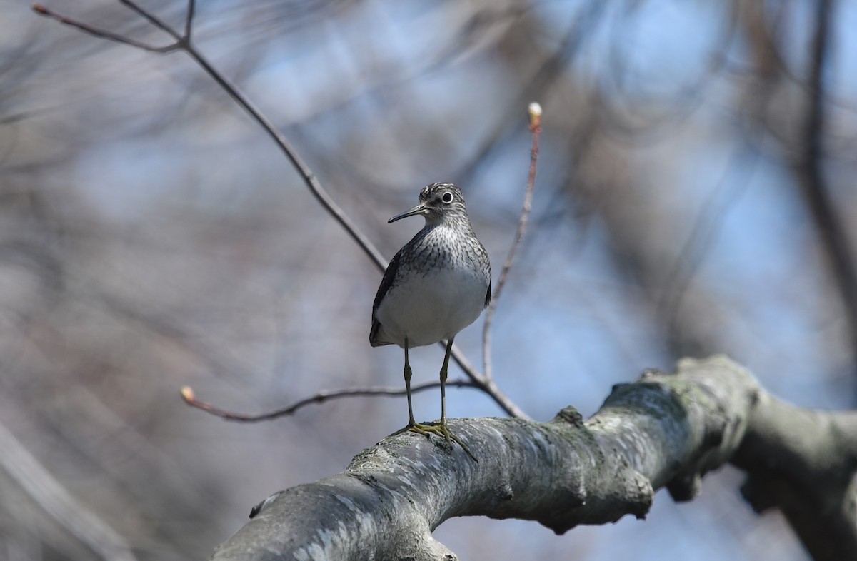 Solitary Sandpiper - ML98842261