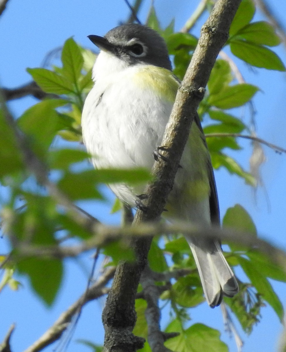 Vireo Solitario - ML98842401