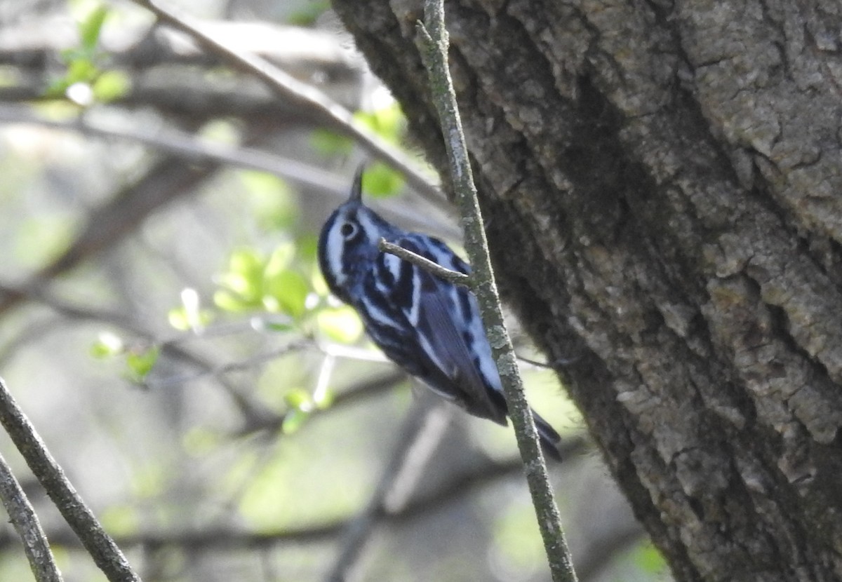 Black-and-white Warbler - Steve Aram