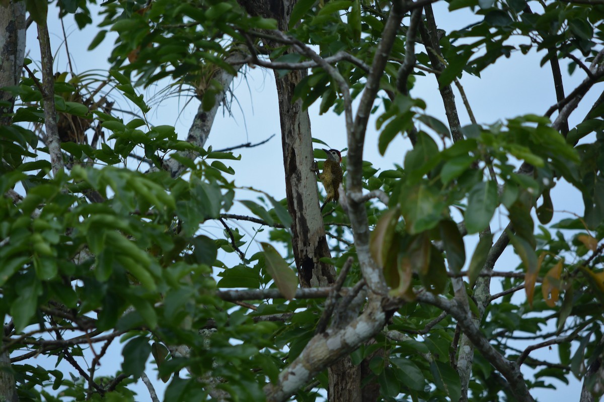 Spot-breasted Woodpecker - ML98843551