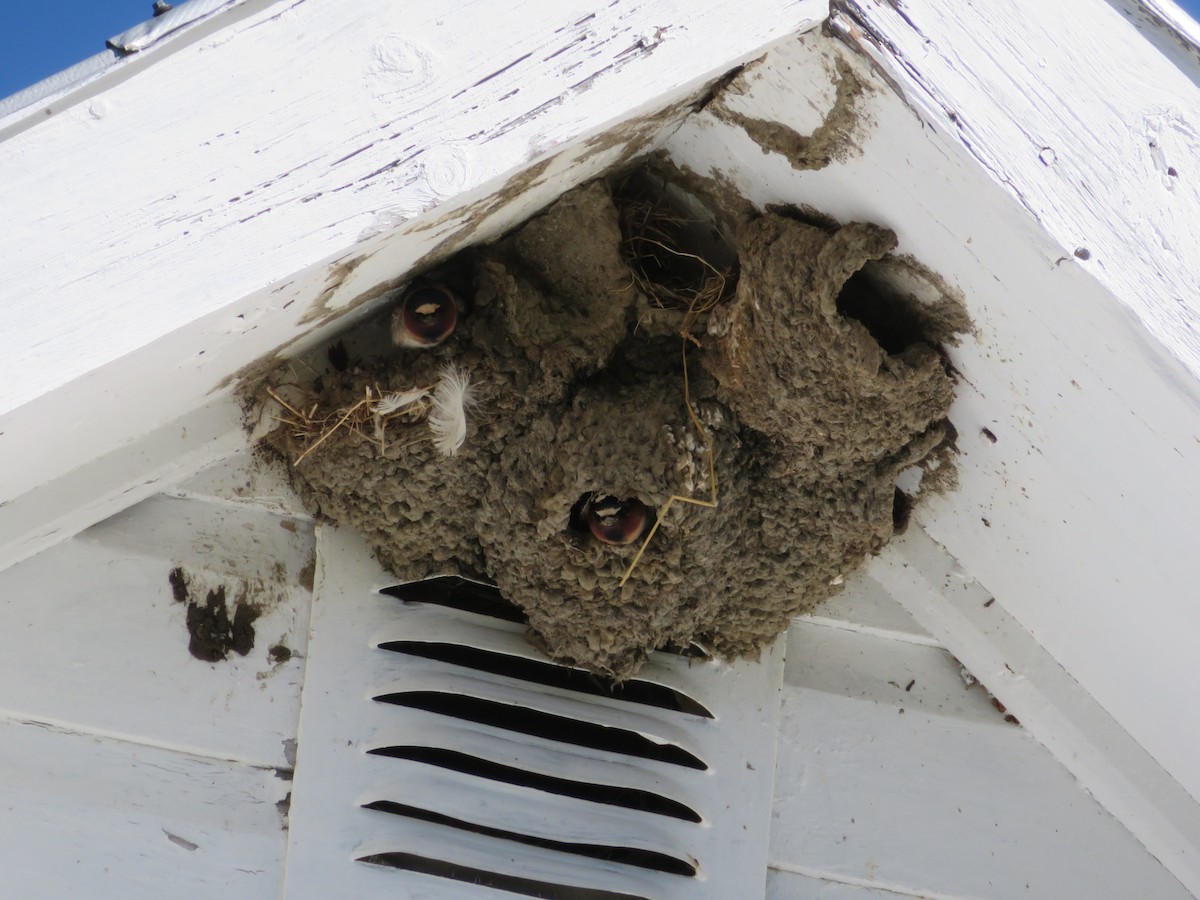 Cliff Swallow - ML98843691