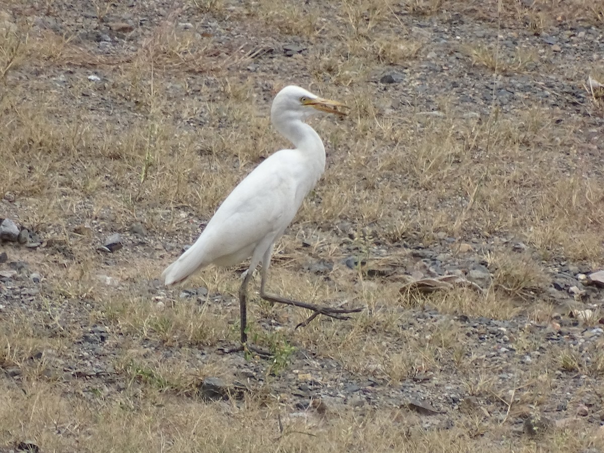 Чапля єгипетська (підвид ibis) - ML98843711