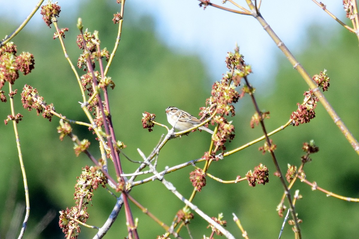 Clay-colored Sparrow - ML98843911