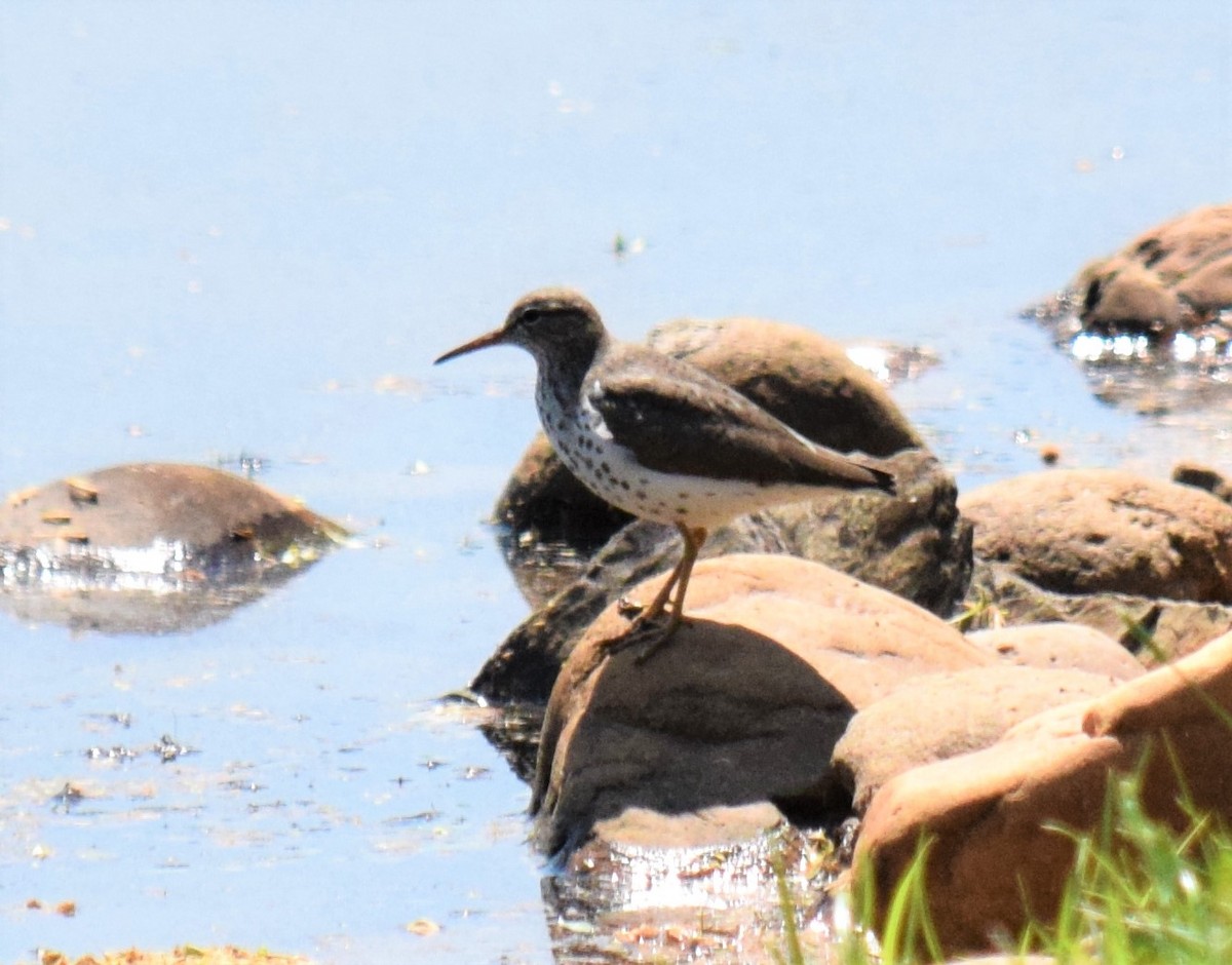 Spotted Sandpiper - Mike Winck