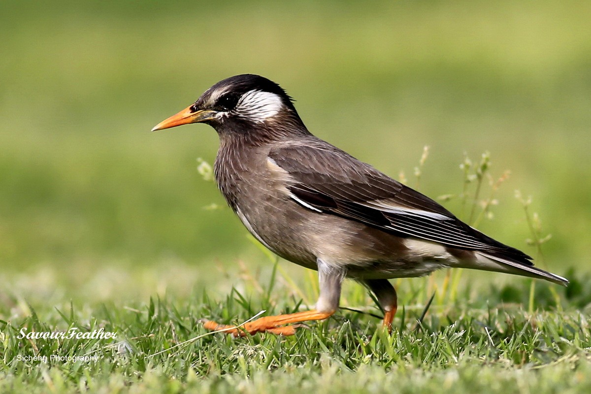 White-cheeked Starling - Sicheng Wan