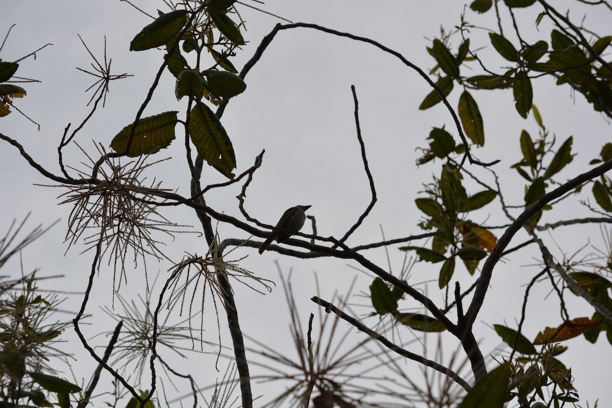 Streaked Flycatcher - ML98845751