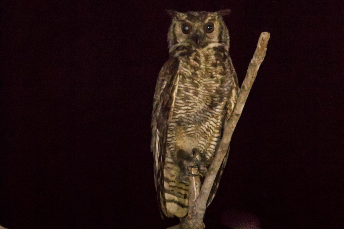 Great Horned Owl - Pedro  Meza