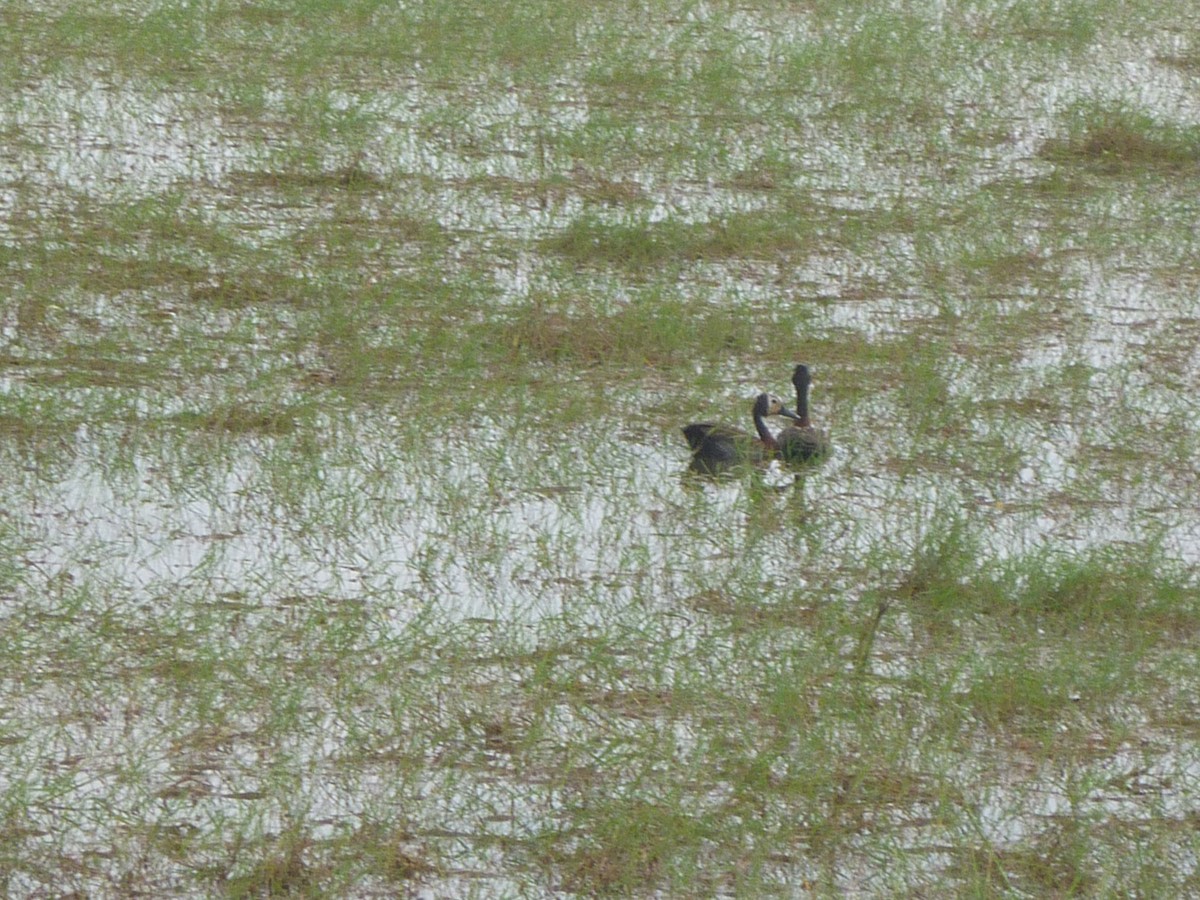 White-faced Whistling-Duck - ML98846351