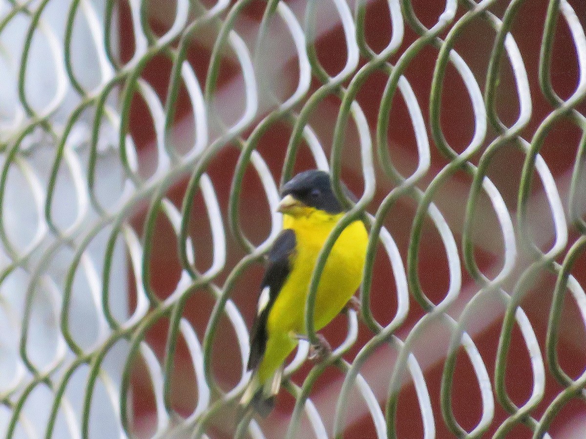 Lesser Goldfinch - ML98846901