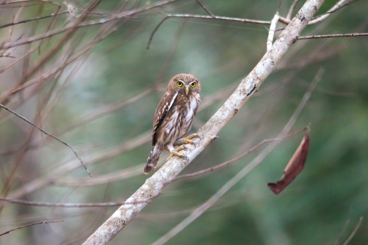 Ferruginous Pygmy-Owl - Pedro  Meza