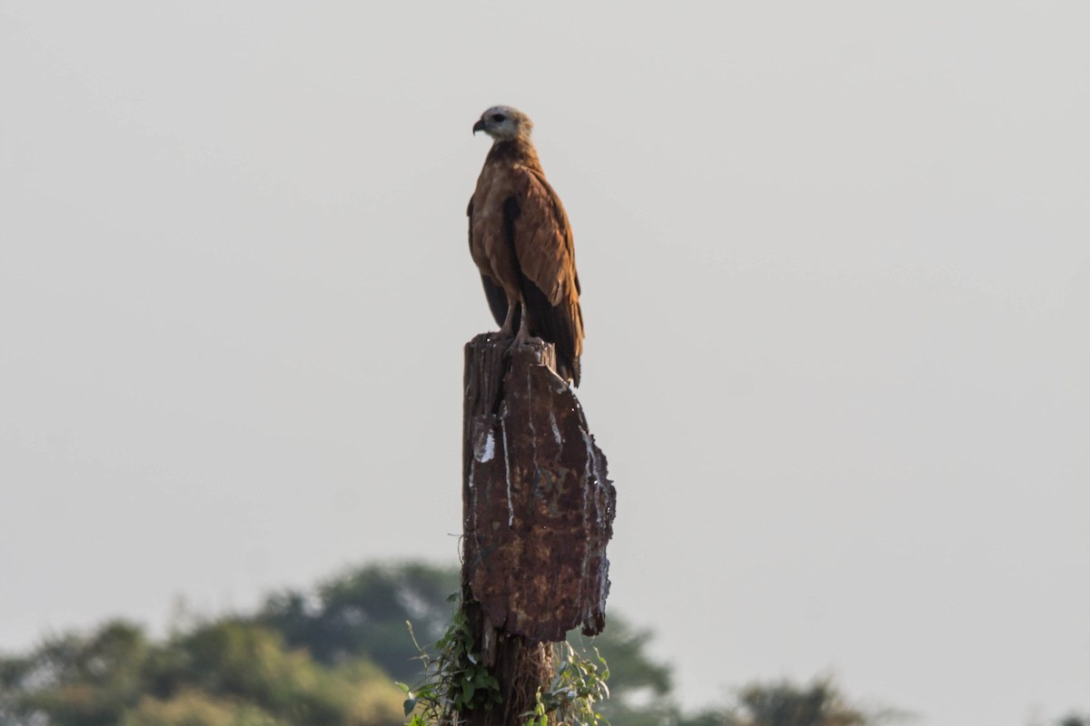 Black-collared Hawk - ML98848801