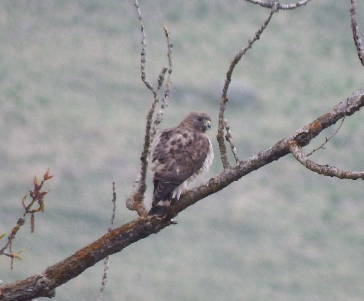 Broad-winged Hawk - ML98848931