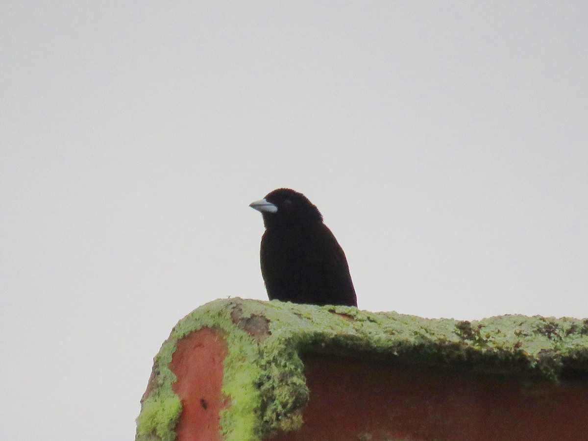 Flame-rumped Tanager - ML98849031