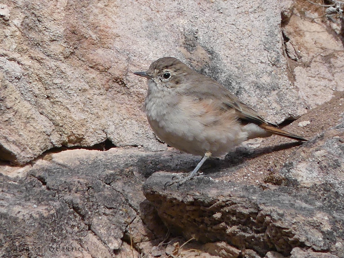 Rufous-banded Miner - Jorge  Quiroga