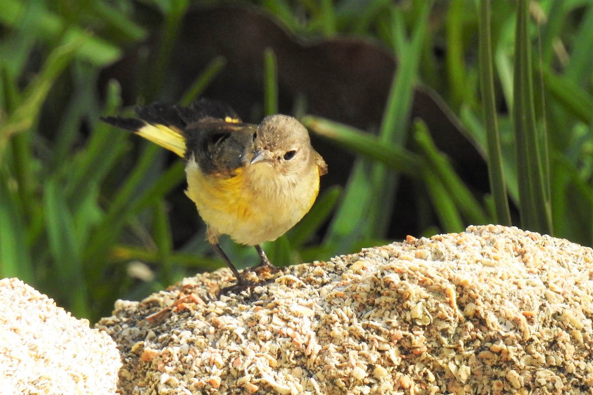 American Redstart - S. K.  Jones