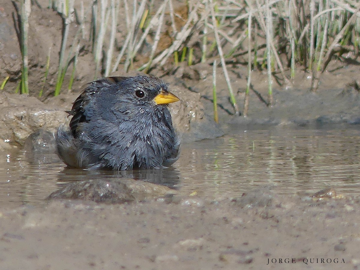 Band-tailed Sierra Finch - ML98851381