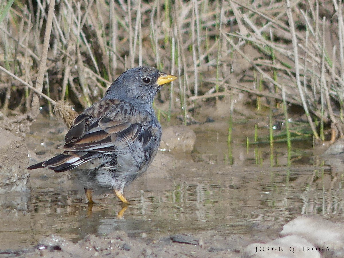 Band-tailed Sierra Finch - Jorge  Quiroga