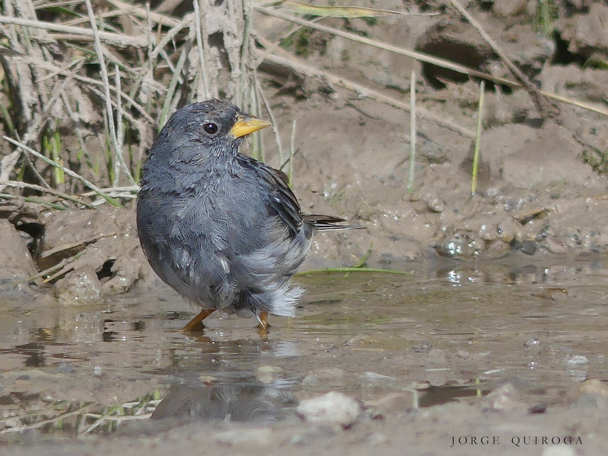 Band-tailed Sierra Finch - ML98851451