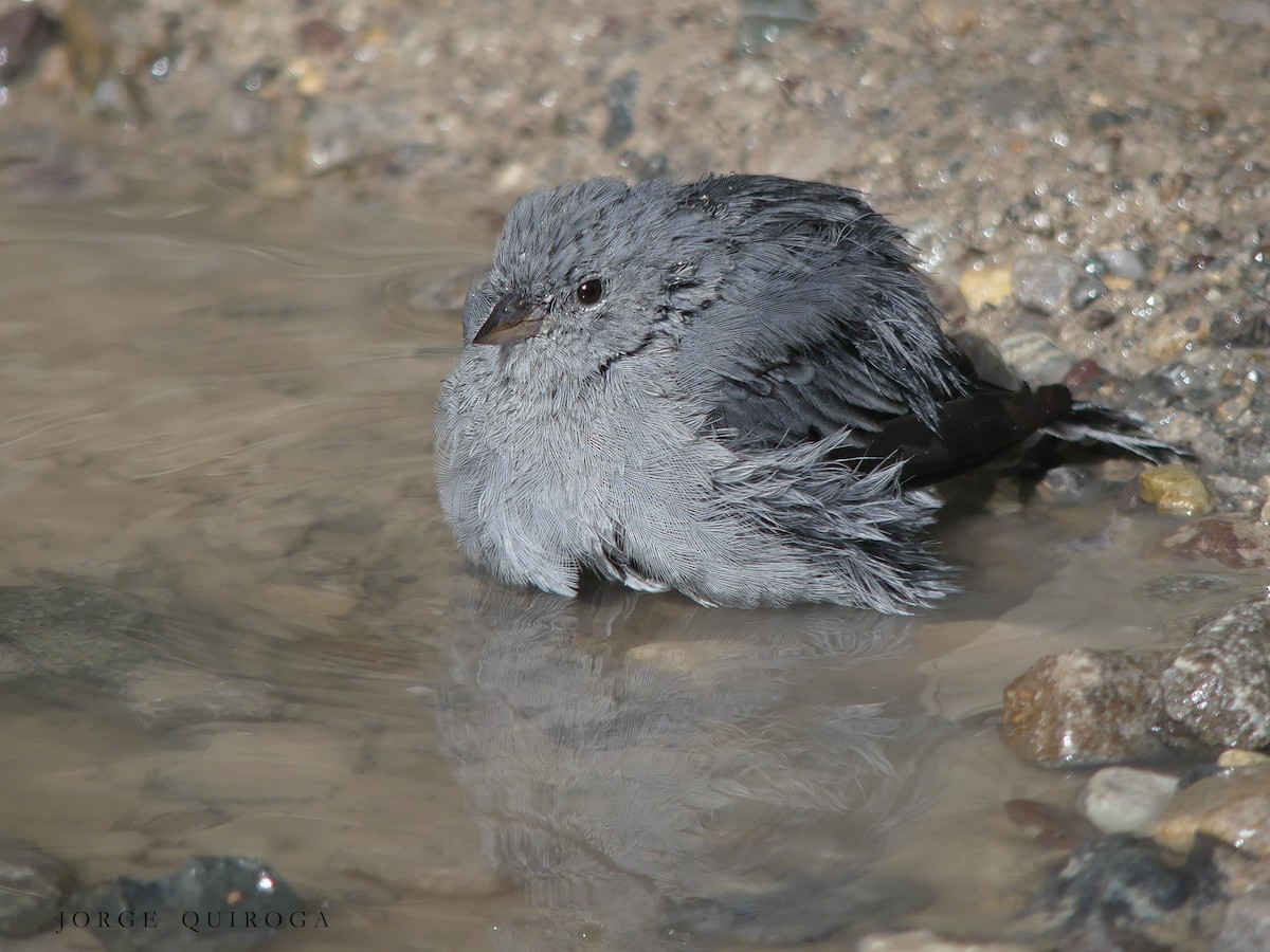 Plumbeous Sierra Finch - ML98851661