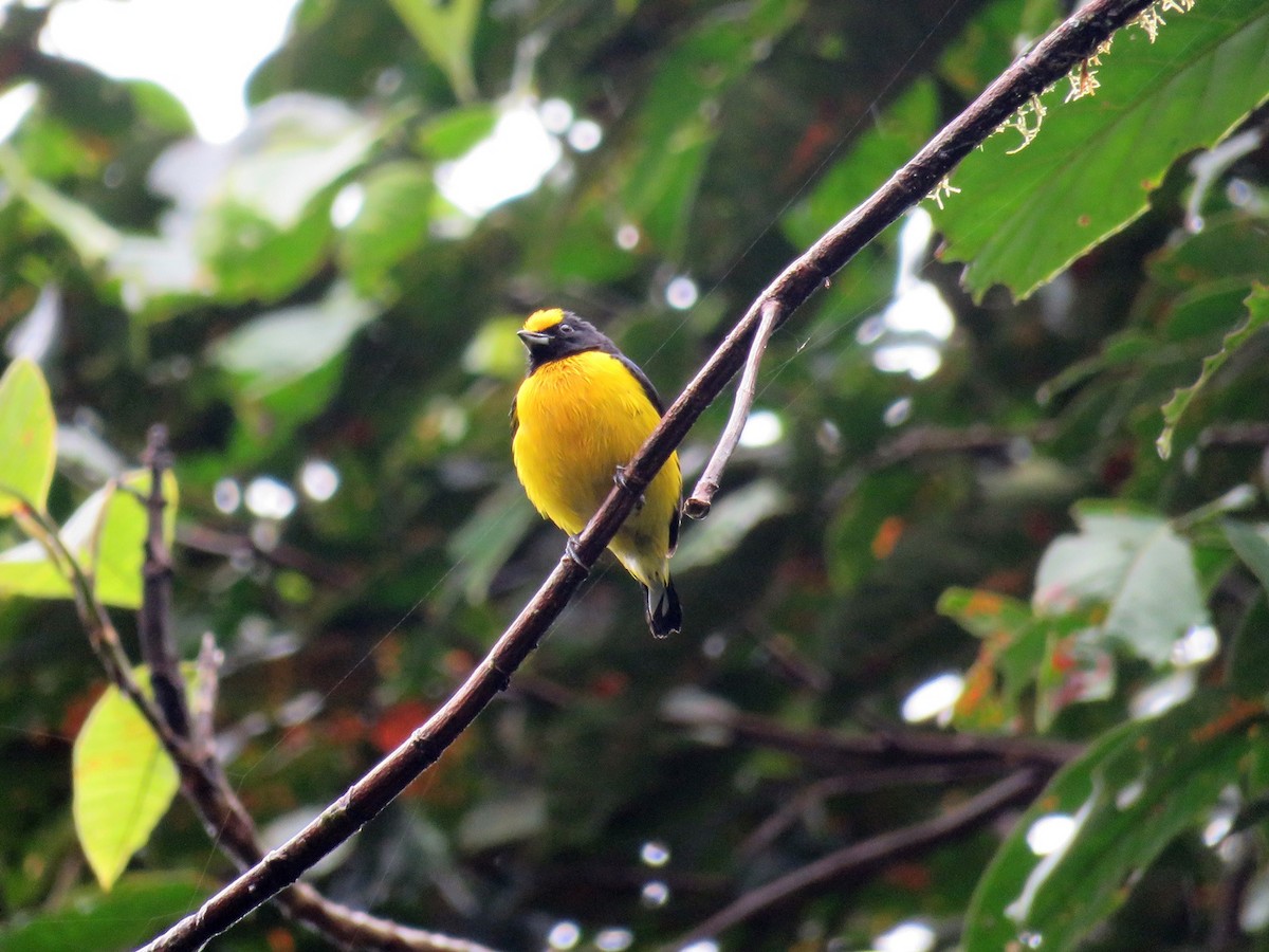 Thick-billed Euphonia - ML98851751