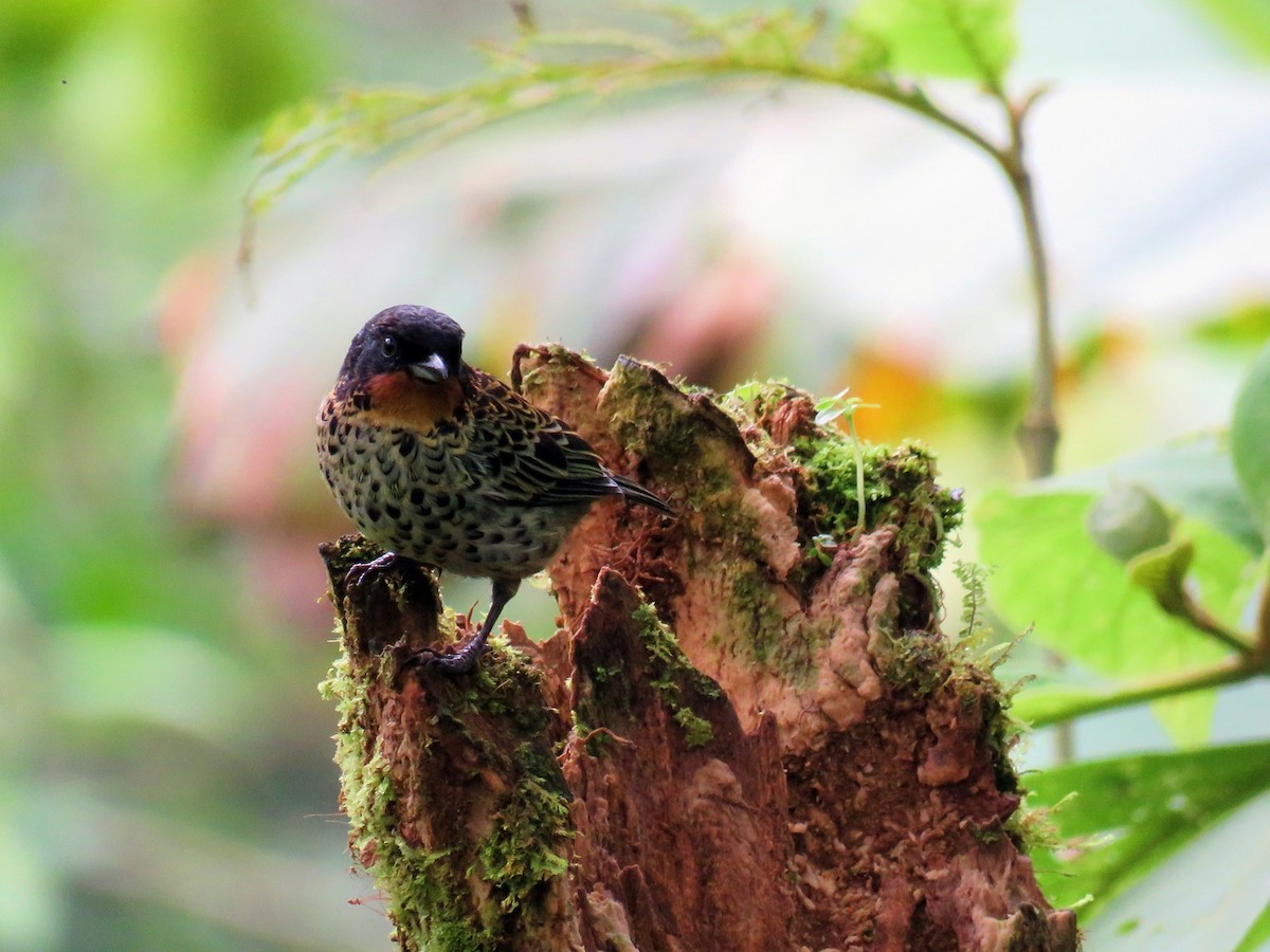 Rufous-throated Tanager - ML98851921