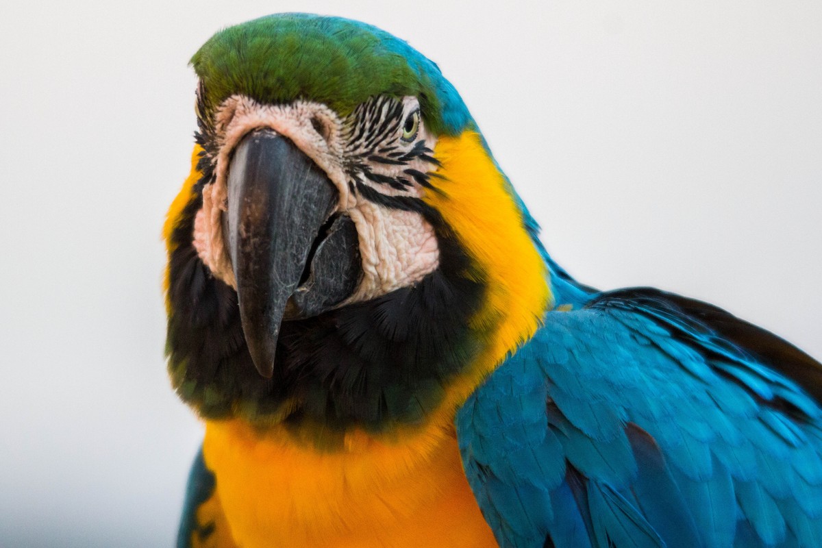 Blue-and-yellow Macaw - Pedro  Meza